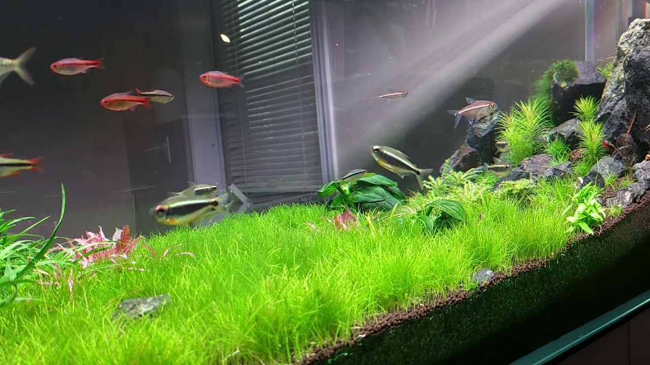 Rare Tetras
