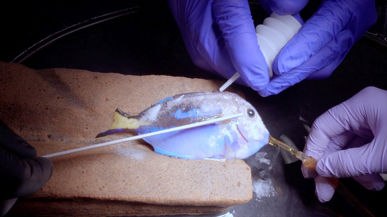 Hippo Tang Treatment
