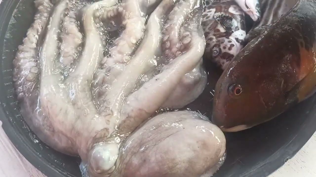 Ambet Spearfishing Octopus & Assorted Fish