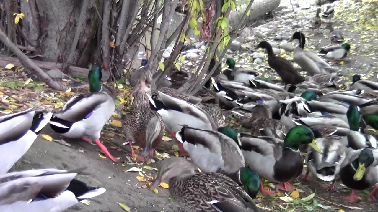 My Duck Dilemma - Indian Runner Ducks & Mallards