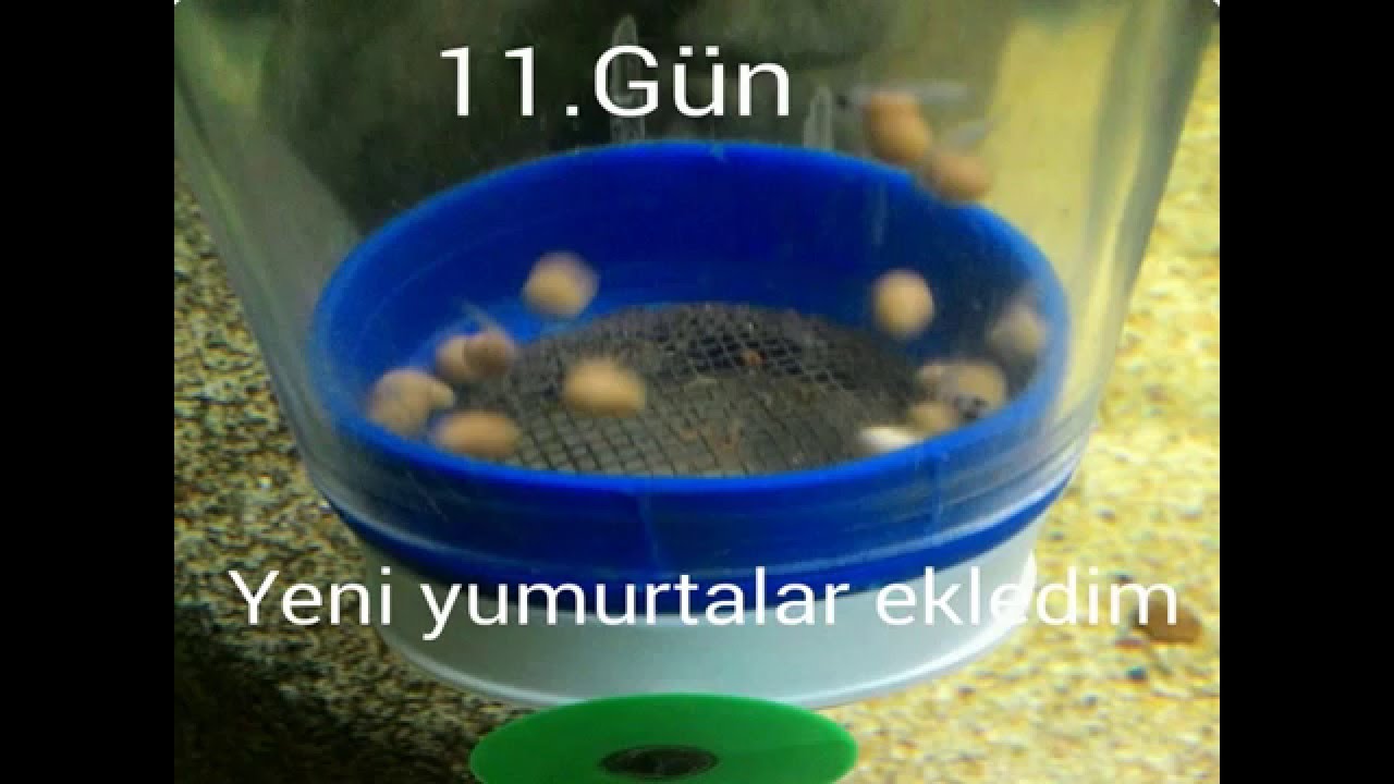 tropheus kulu&ccedil;ka s&uuml;resi