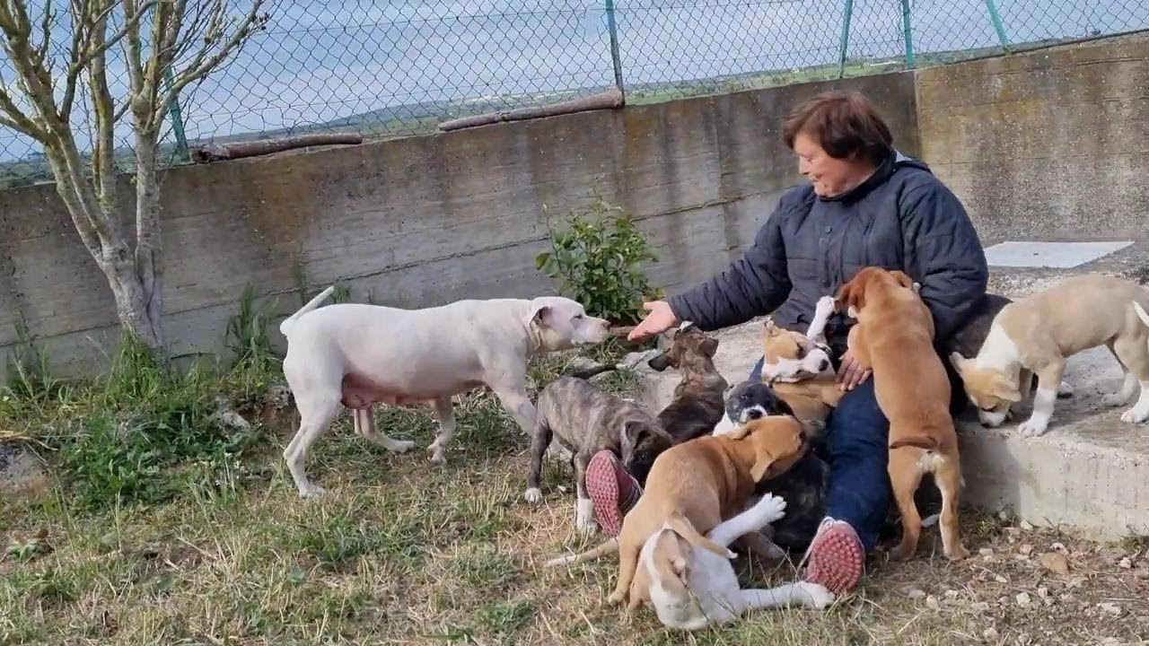 I 9 CUCCIOLI di MAMMA PIT sono pronti per l'ADOZIONE  - Ginosa