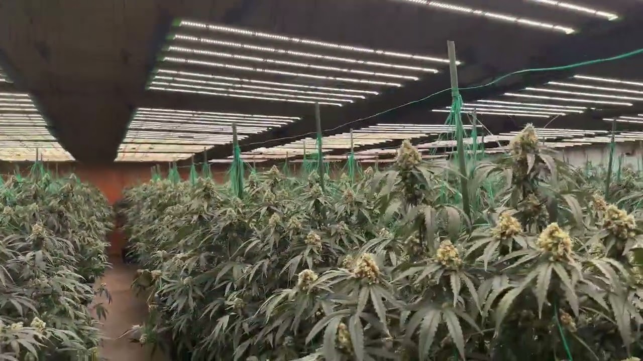 A Game Changer for Indoor Farming | FLEXSTAR 720W PRO LED