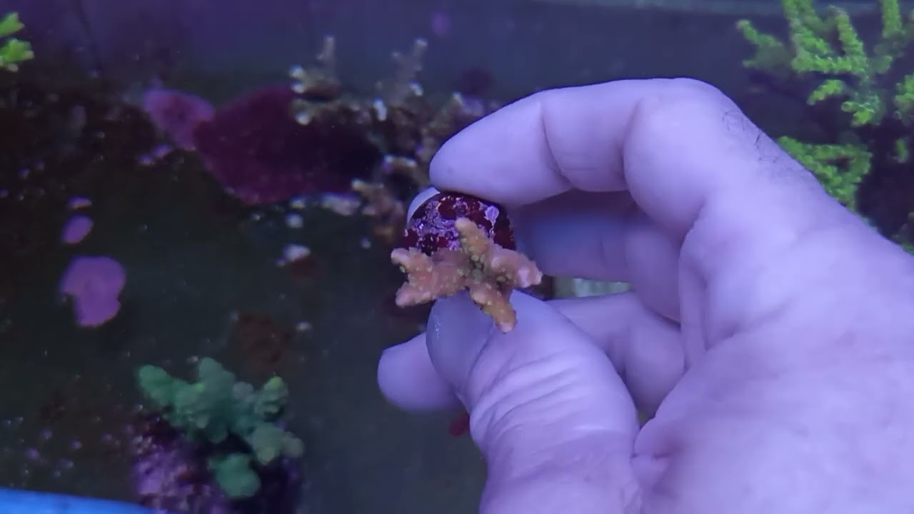Anacropora tropicana frag coral gandalf