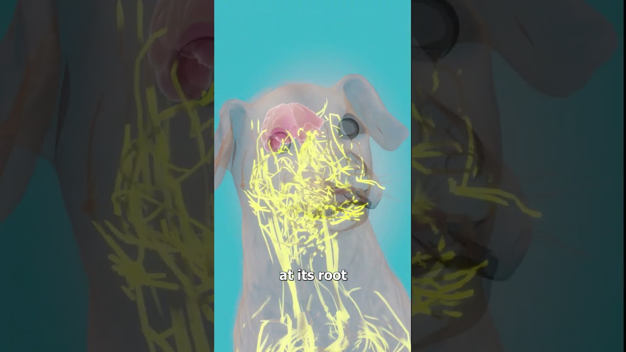 Что произойдёт, если собака потеряет усы? 😨