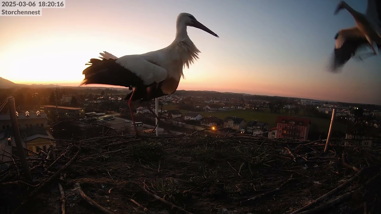 Storchennest Freilassing 06.03.25 - Der Hausherr kehrt zurück (und schmeißt das junge Gemüse raus)
