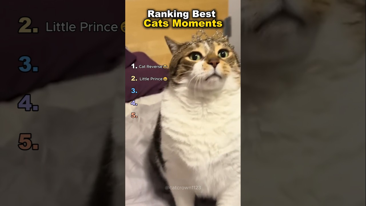 Ranking Best Cat Moments😃