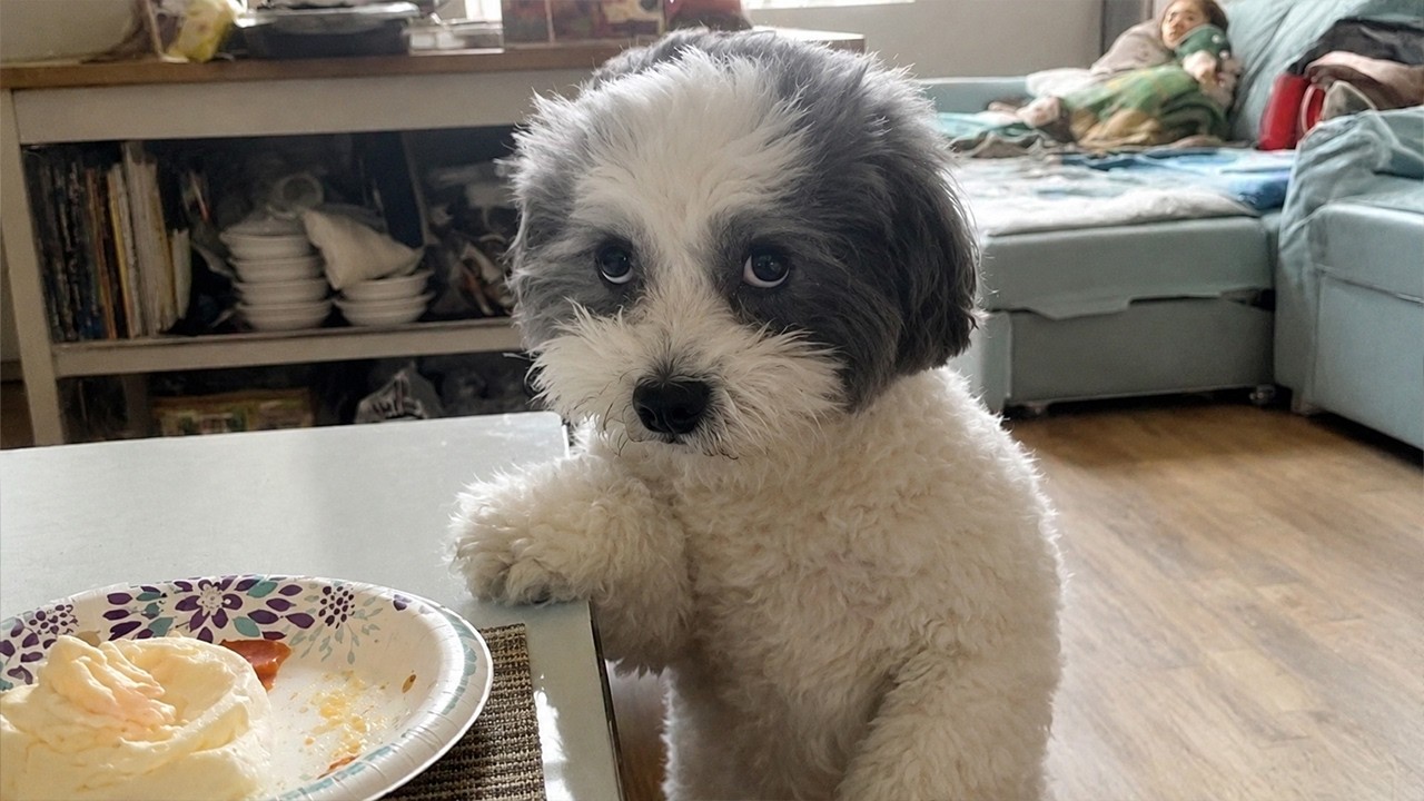 I Wasn&rsquo;t Expecting These Ridiculous DOGS&hellip;Funniest ANIMAL Videos😂