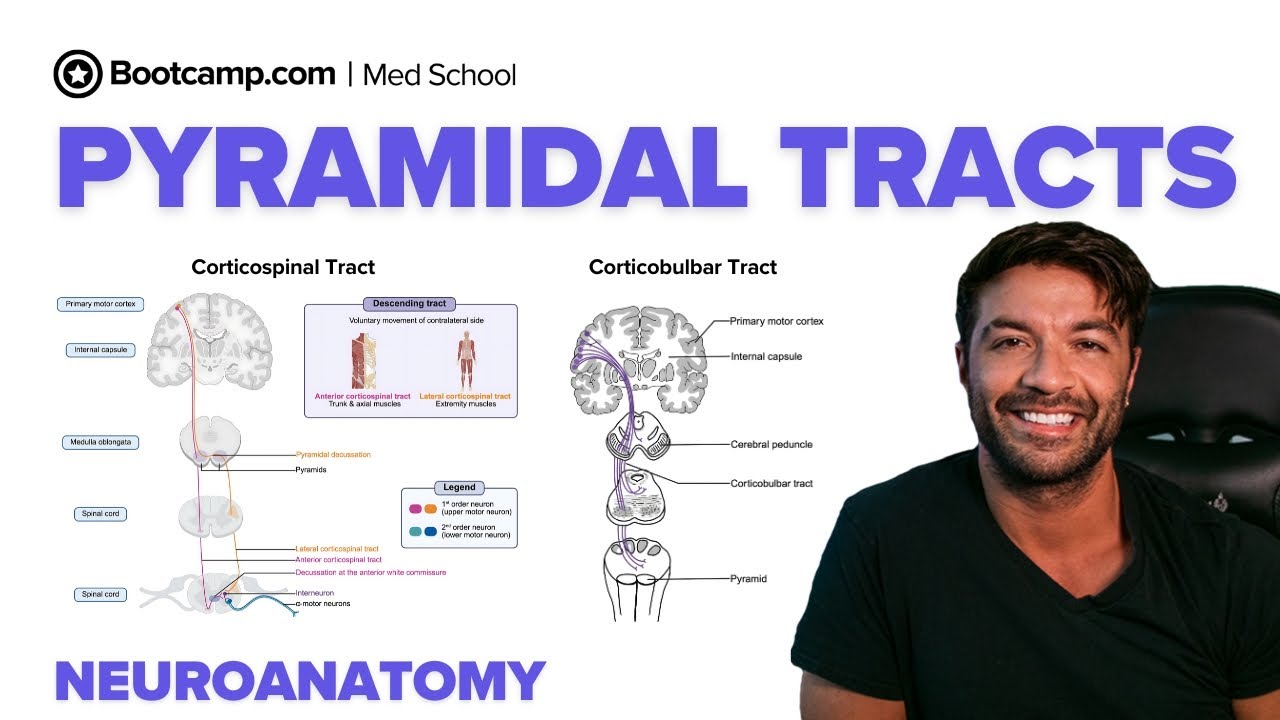 Pyramidal Tracts: Corticospinal & Corticobulbar Pathways | Decussation & Clinical Signs