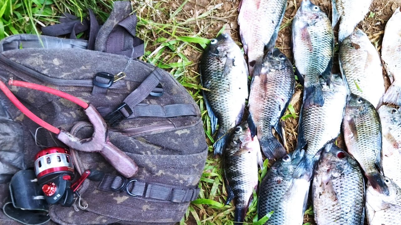 🎦UM ESTILINGUE UMA SETA(DARDO) E   UMA  BOA PONTARIA❗ PESCA COM ESTILINGUE SLINGSHOT FISHING 🇧🇷