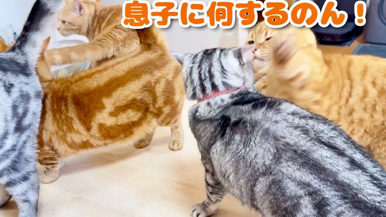 あいちゃんがちゃびくんにちょっかい出したのを目撃した茶々パパが...
