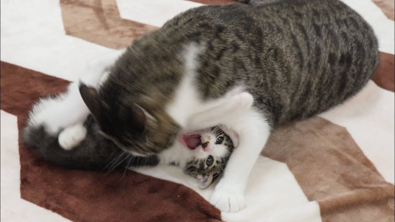 What Happens When the Rescued Kitten Becomes Too Brave in front of the Big Cat? │ Episode.43