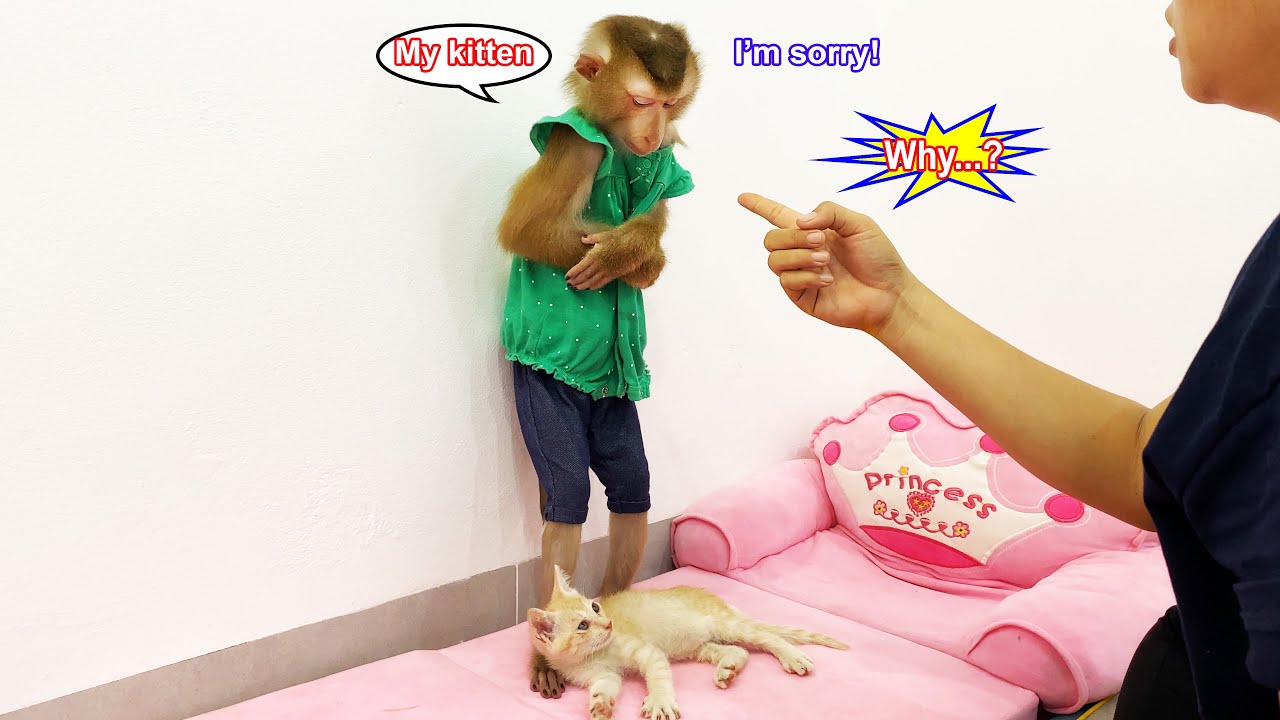 Monkey Lyly secretly brought the kitten home because she loved it so much.