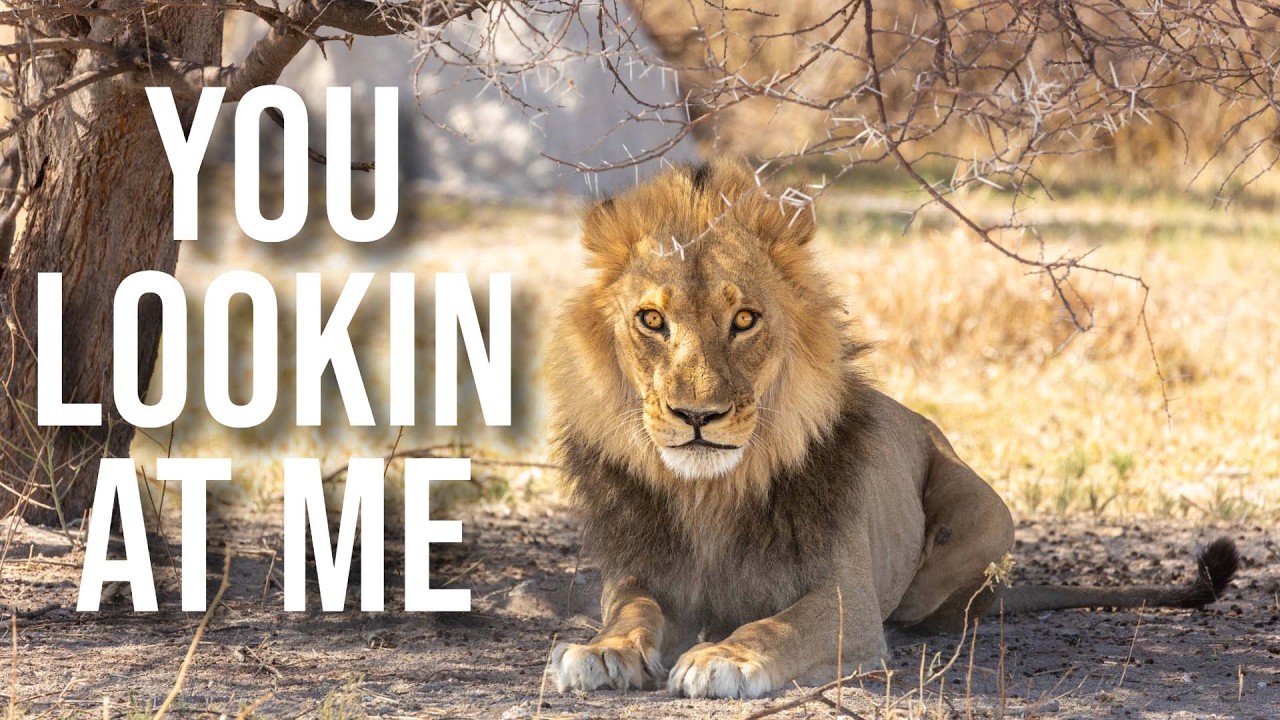 Where the lions are always watching