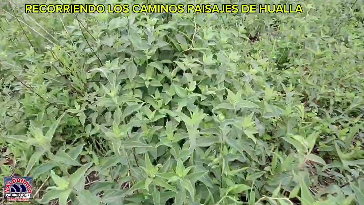 PAISAJES DE HUALLA FAJARDO AYACUCHO