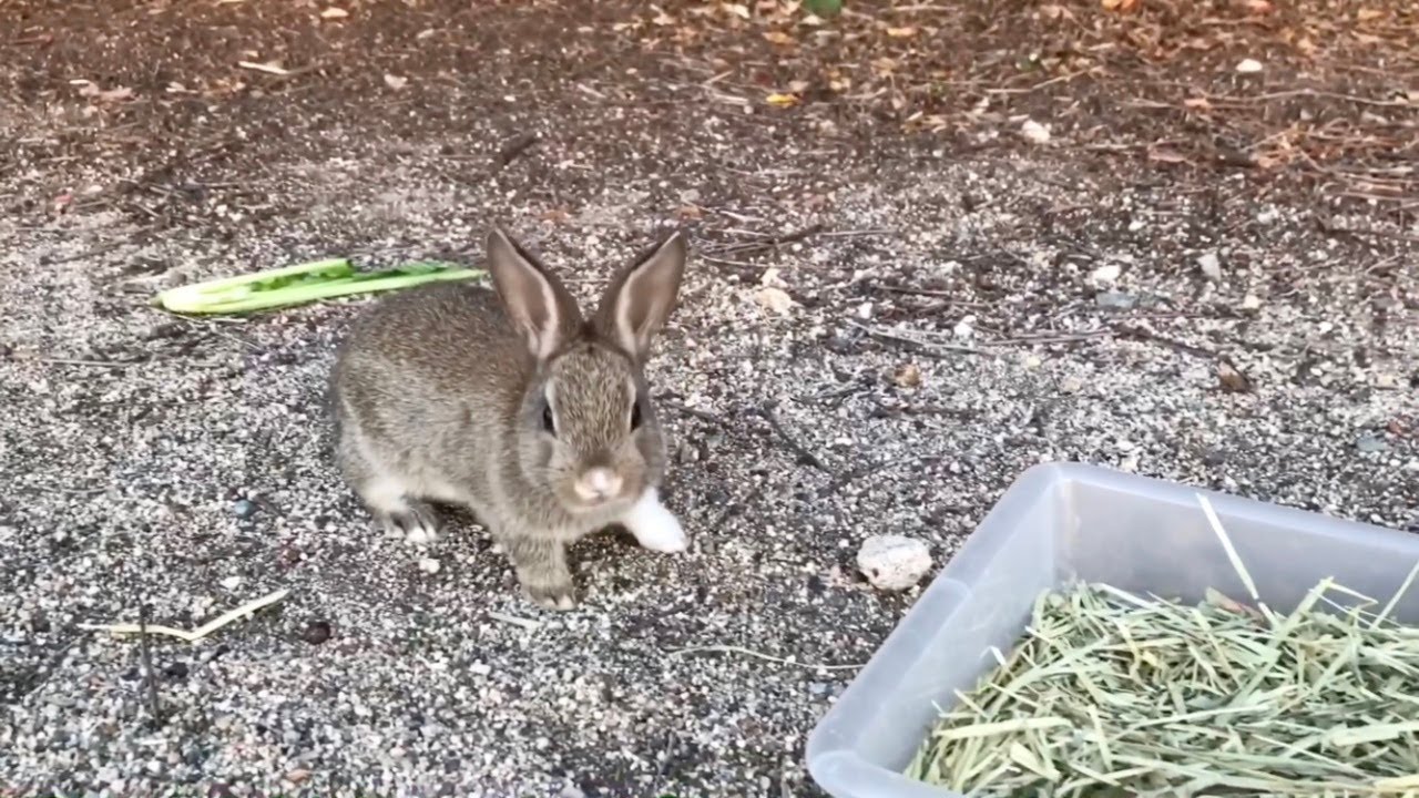 赤ちゃんうさぎさん、大丈夫、安全だから怖がらないで