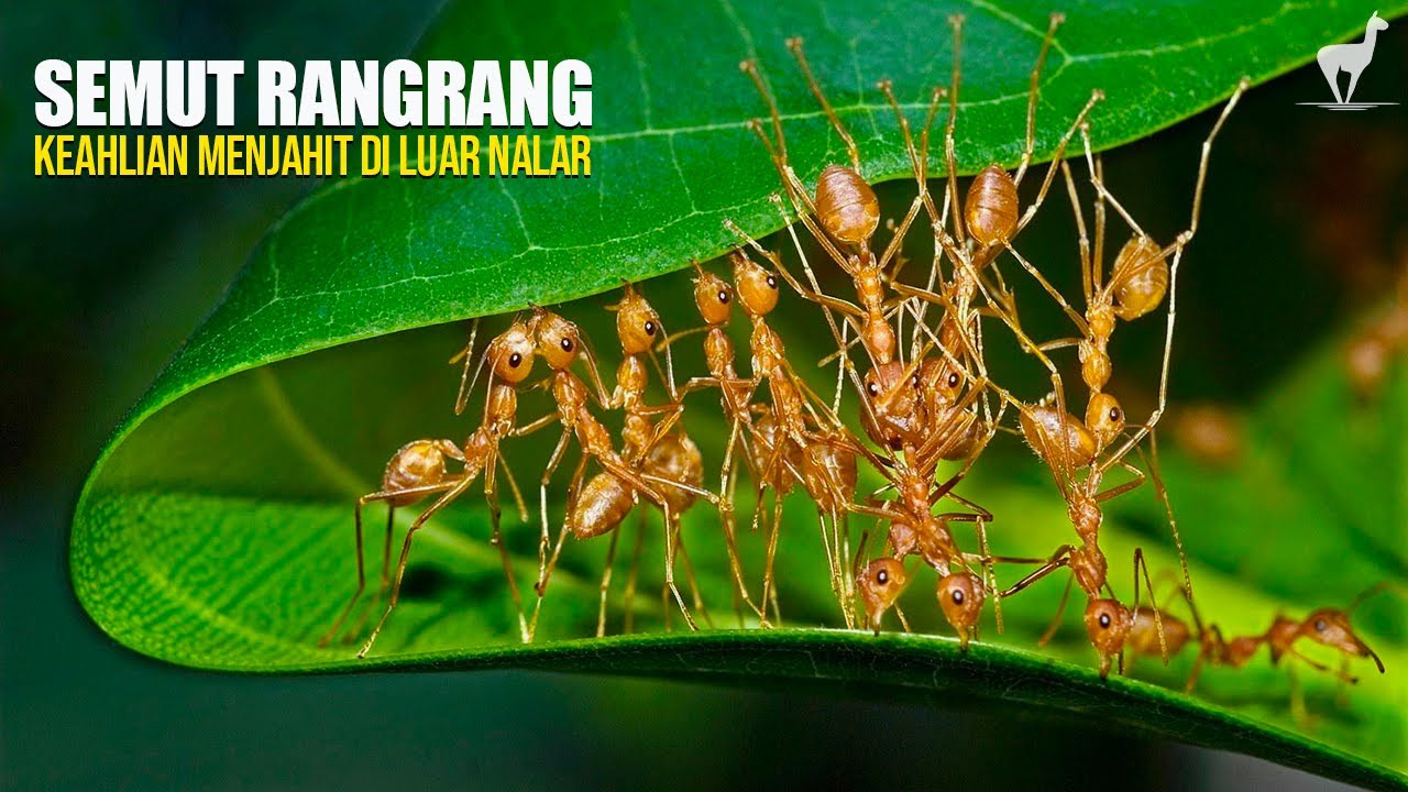 Semut Rangrang: Menjahit Sarang dari Benang Larva, Pencipta 
