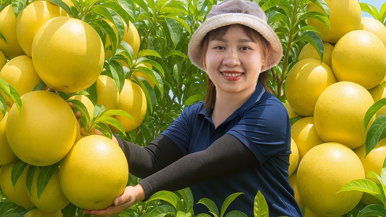 [TIMELAPSE] -- 365 Days Harvesting Many Golden Star Apple, Tomato Fruit Go To Sell | Hà Countryside