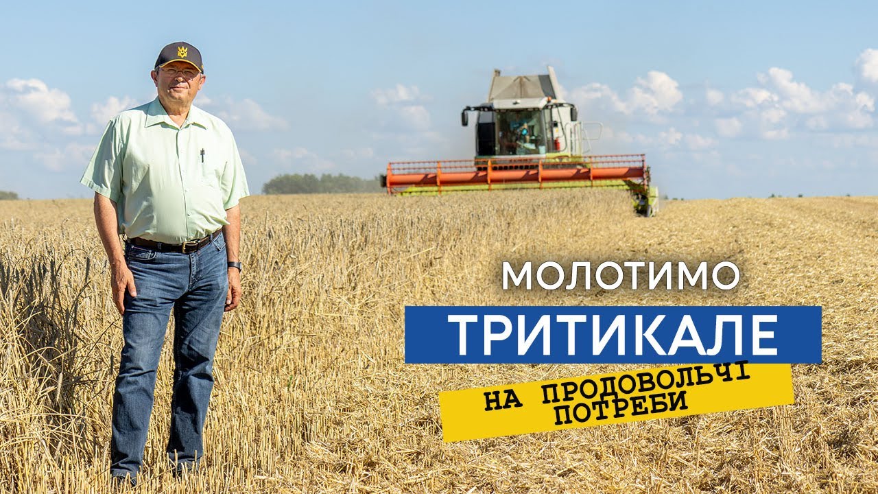 Жнива тритикале Єгор з показниками пшениці другого класу, здаємо на продовольчі цілі!