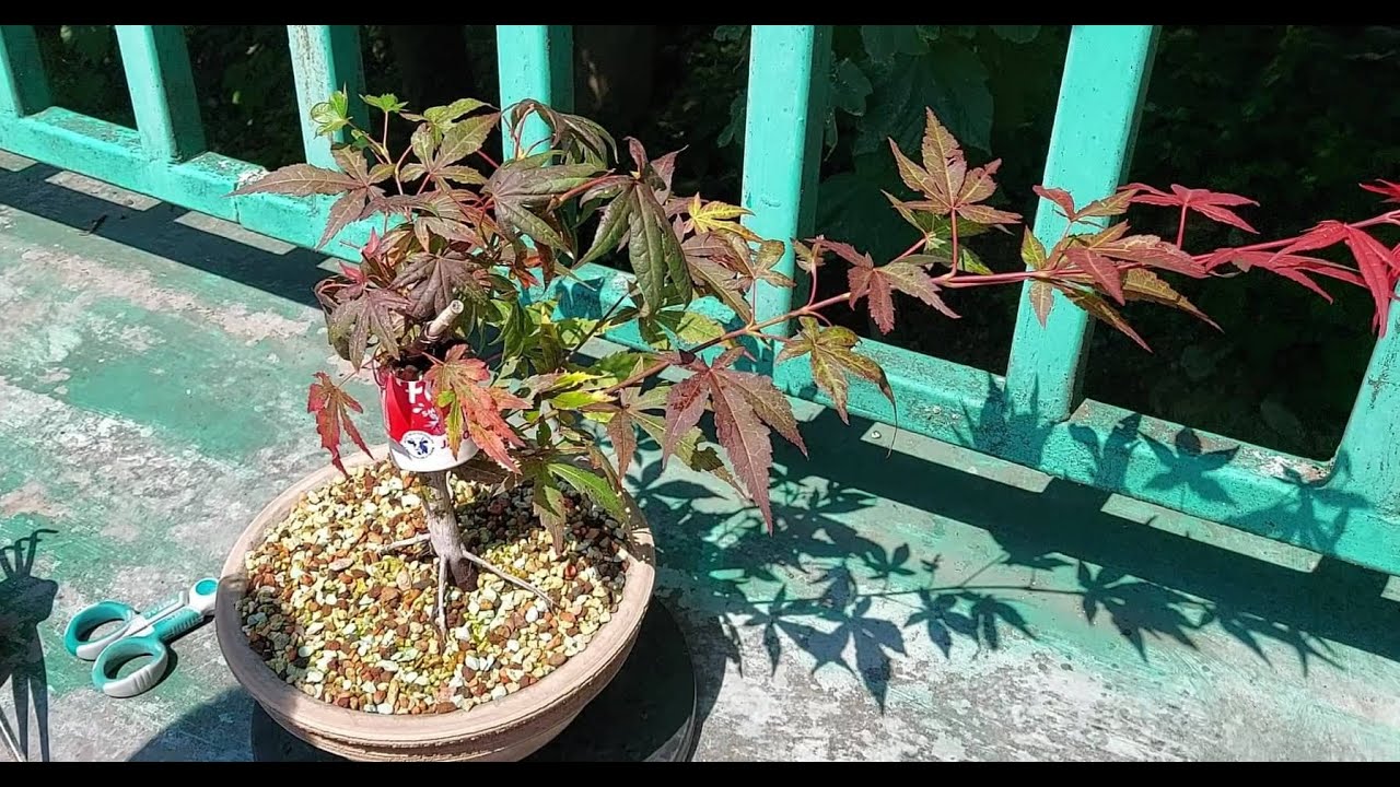 Acer palmatum airlayer (Javor dlanitolistý airlayer)