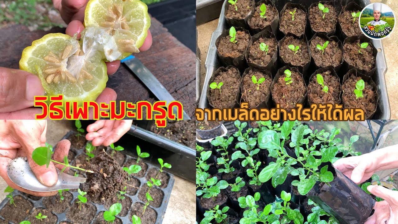 วิธีเพาะเมล็ดมะกรูดให้ได้ผล 100% | เพาะเมล็ดมะกรูดอย่างไรให้งอก | สวนผักพ่อครัว