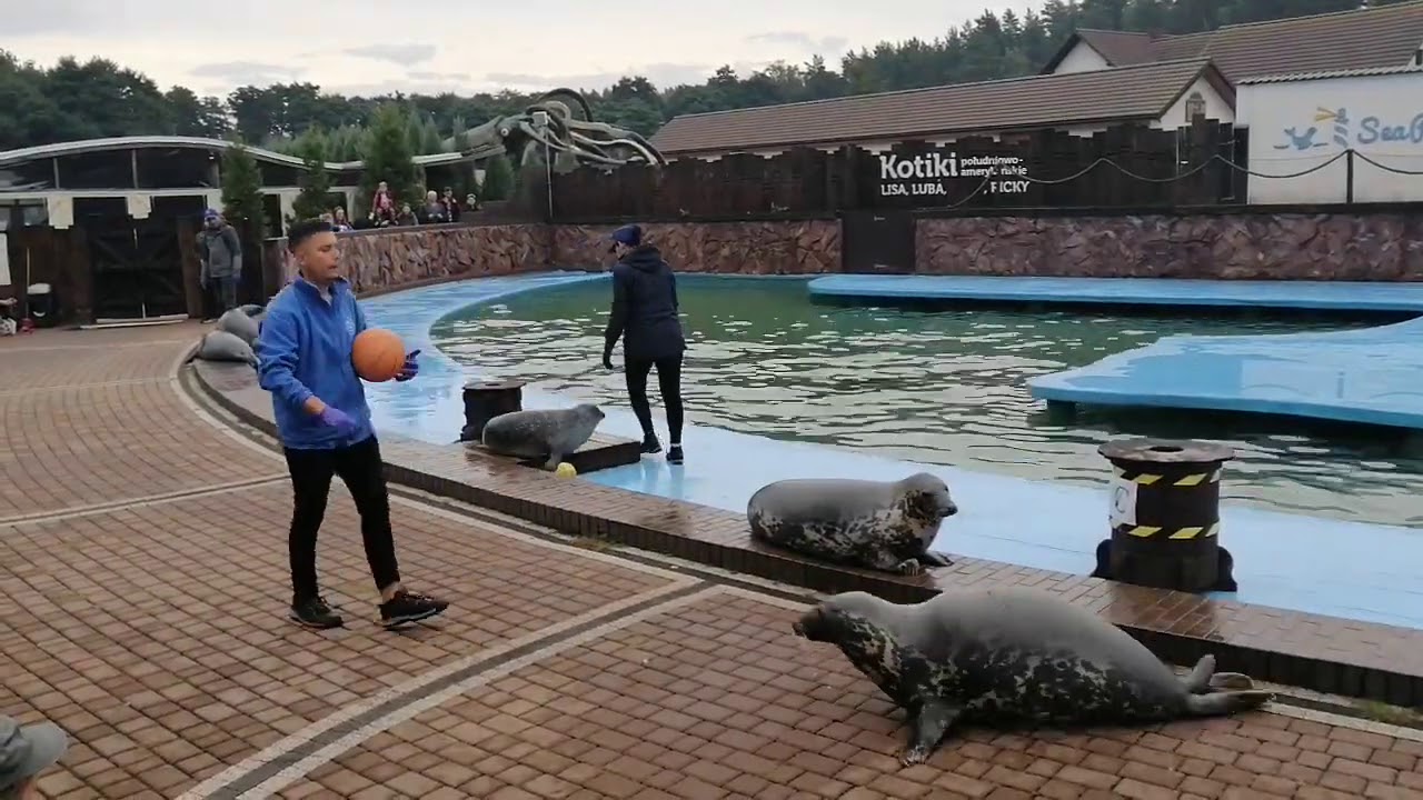 Pokaz fok w  Sea Park Sarbsk  Łebie 2020!