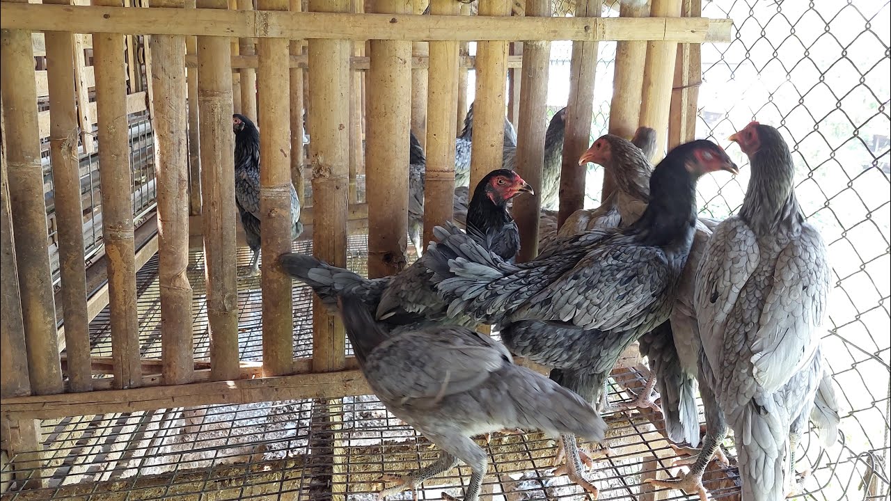 Wow...ayam kampung jenis SENSI sudah bisa panen di umur 70 hari
