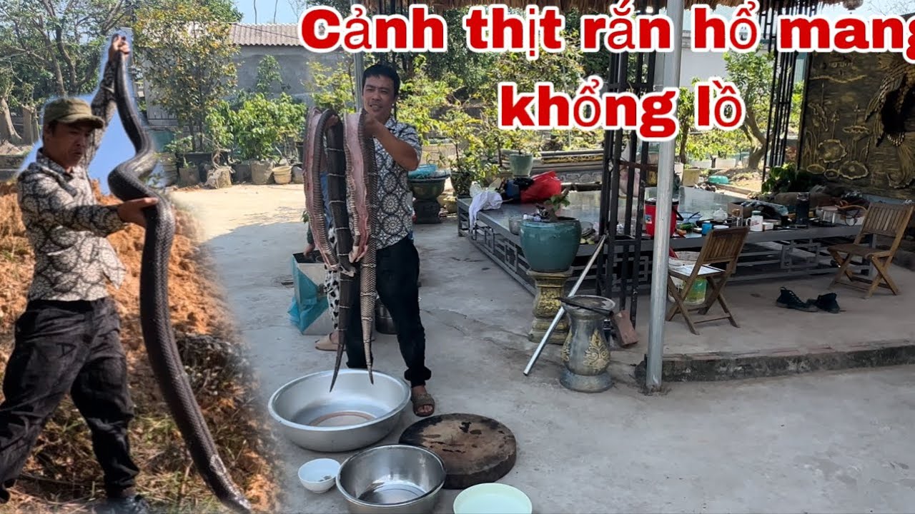 Cận Cảnh Làm T.h.ịt Cặp Rắn Hổ Mang To Nhất Việt Nam Và Tin Vui Đến Từ Nước Mỹ