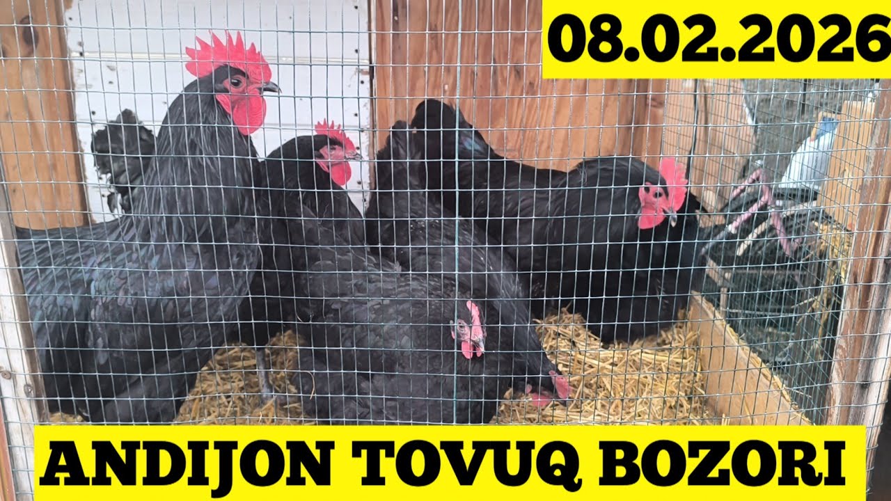ANDIJON TOVUQ BOZORI 08.02.2026