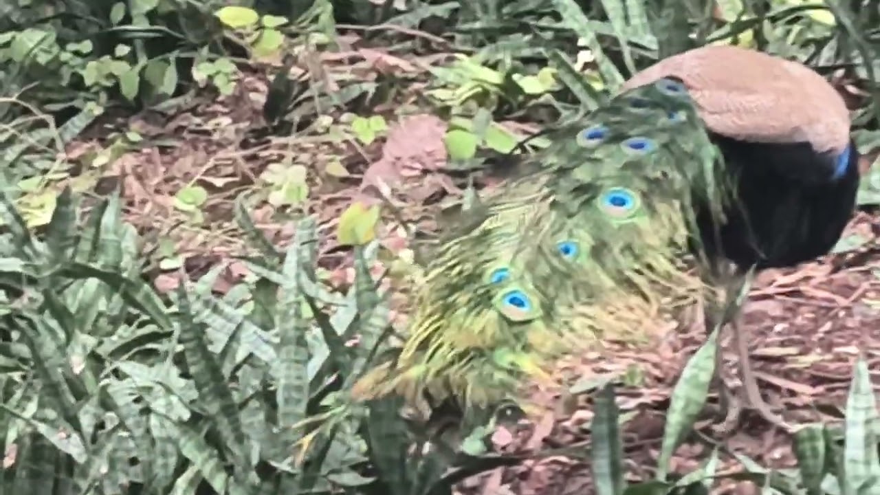 🦚🦚🦚The weather is so pleasant today that even the peacock is enjoying it#trending #birds #peacock 
