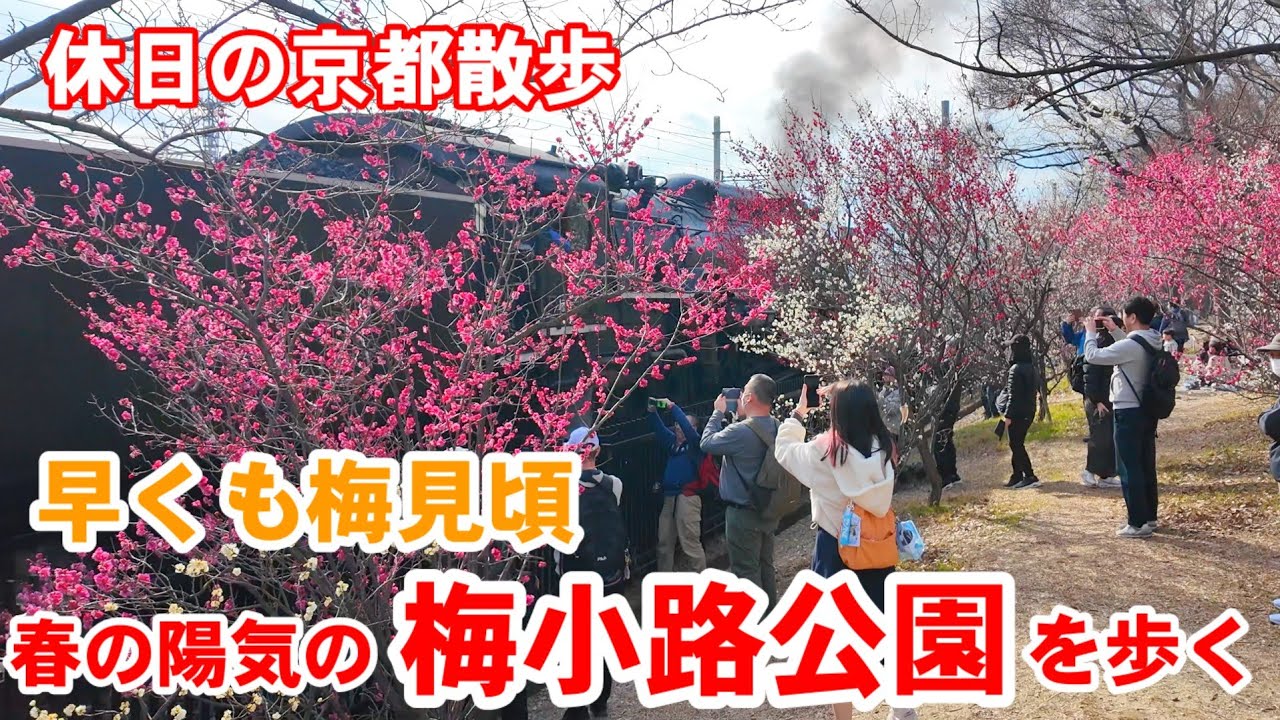 2/15(日)京都散歩 早くも梅見頃！春の陽気に賑わう梅小路公園を歩く