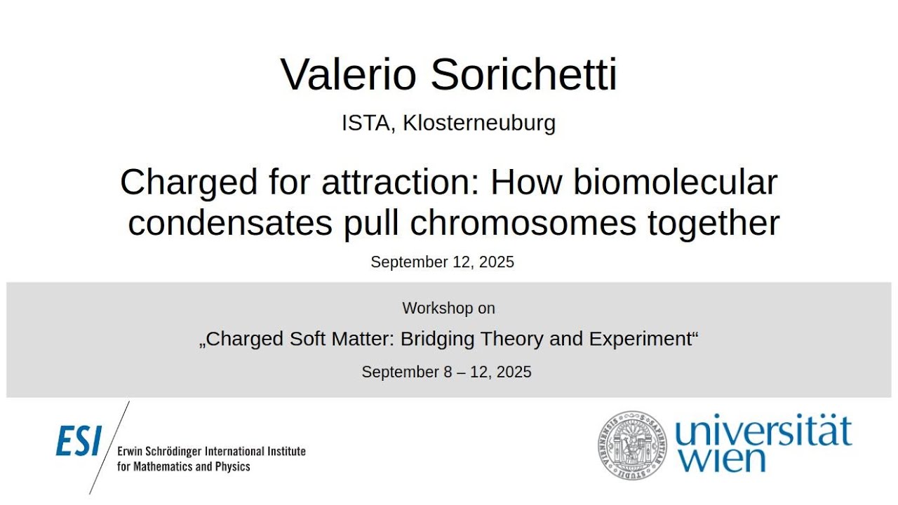 Valerio Sorichetti - Charged for attraction: How biomolecular condensates pull chromosomes together