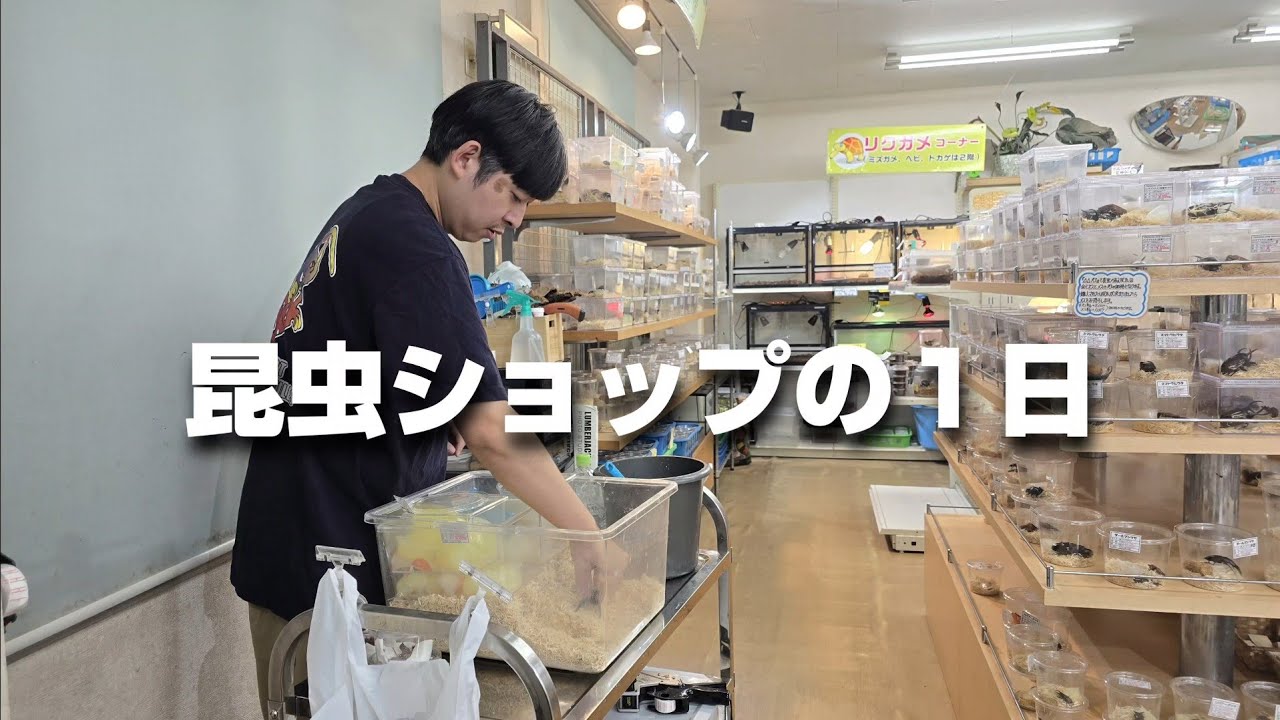 昆虫ショップで働き始めたYouTuberに１日密着してみた
