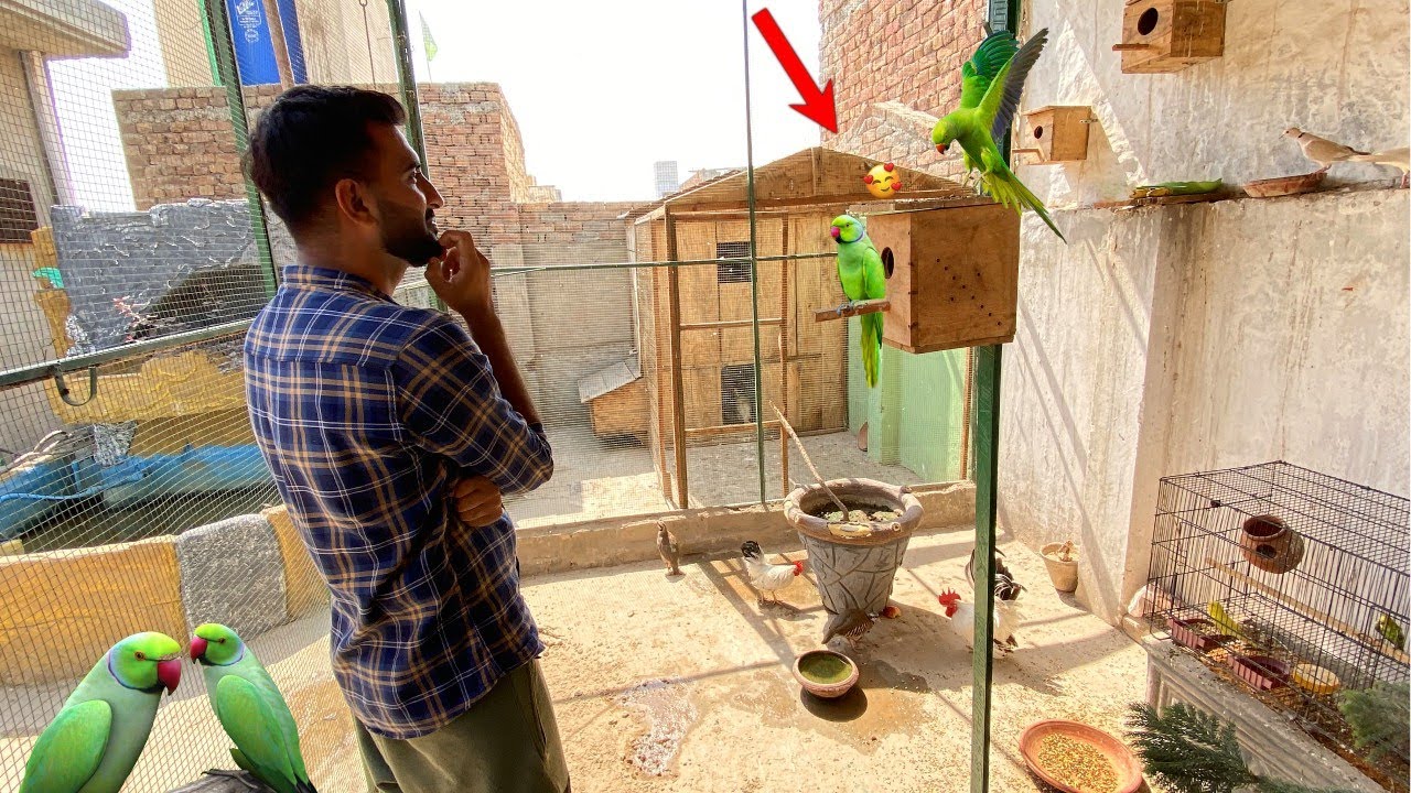 Green parrot ka Pair Agea😍