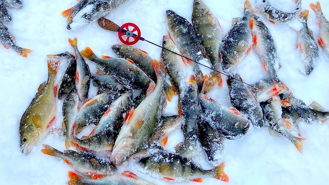 ELDORADO PERCH - BIG PERCH ON A JIG! Winter perch and pike fishing with a jig! Winter fishing