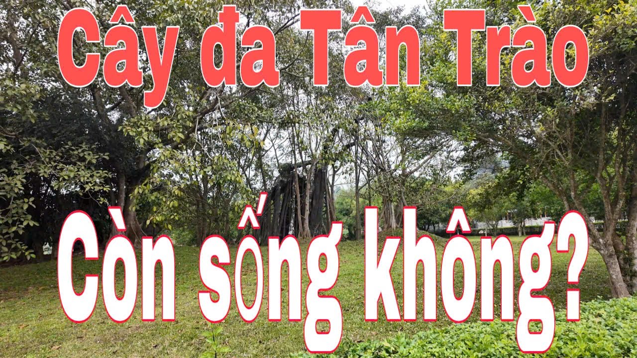 Lên Tân Trào xem cây đa liệu còn sống? Khám phá chiến khu xưa DinhTheChau#travel