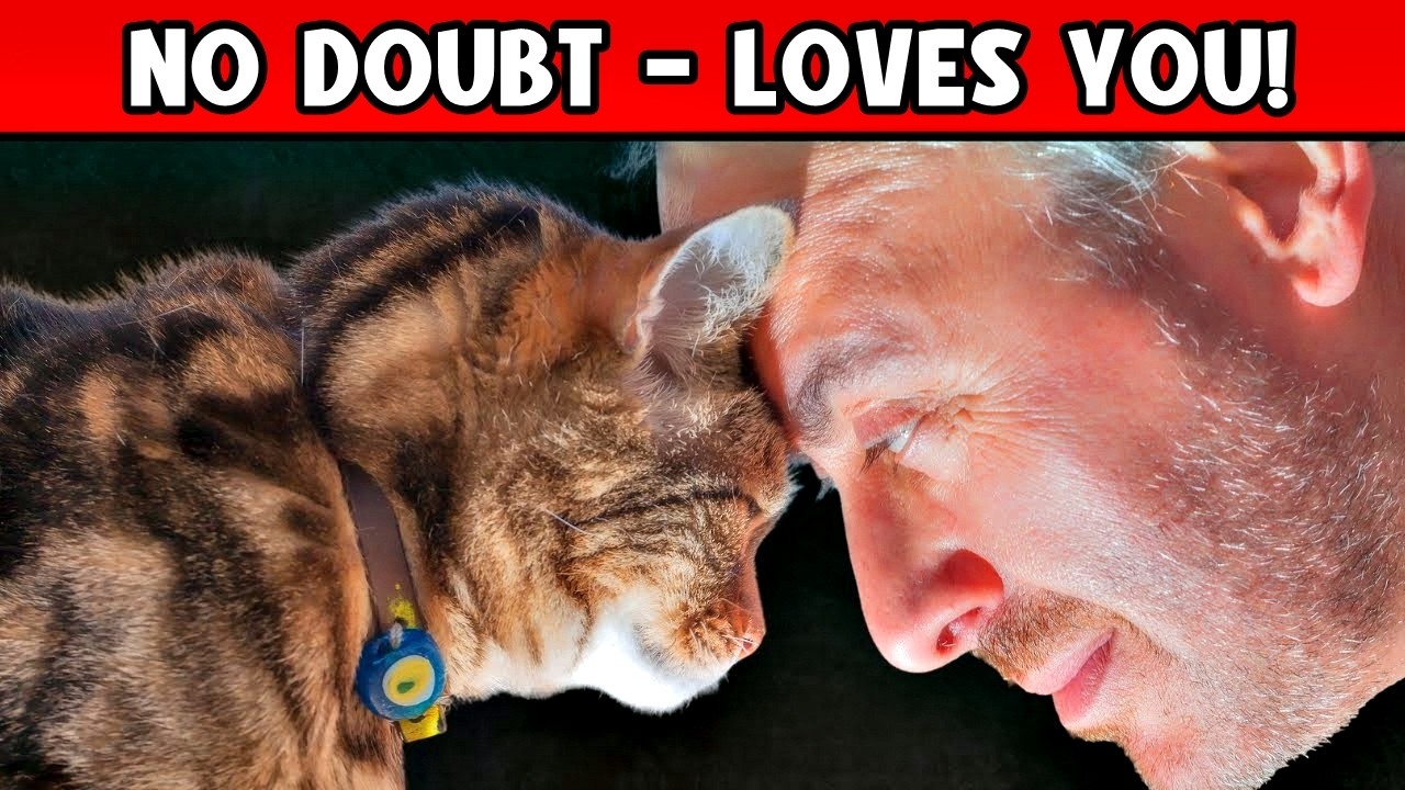 20 Signs Your Cat Loves You That Are HARD TO NOTICE! (Congrats if Yours Does THIS!)