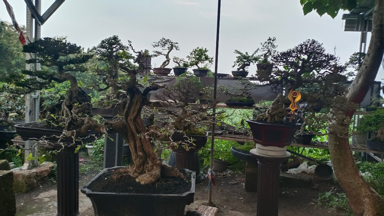 SERBU TURUN HARGA BONSAI DI PAK JONET. 0812-5248-0381