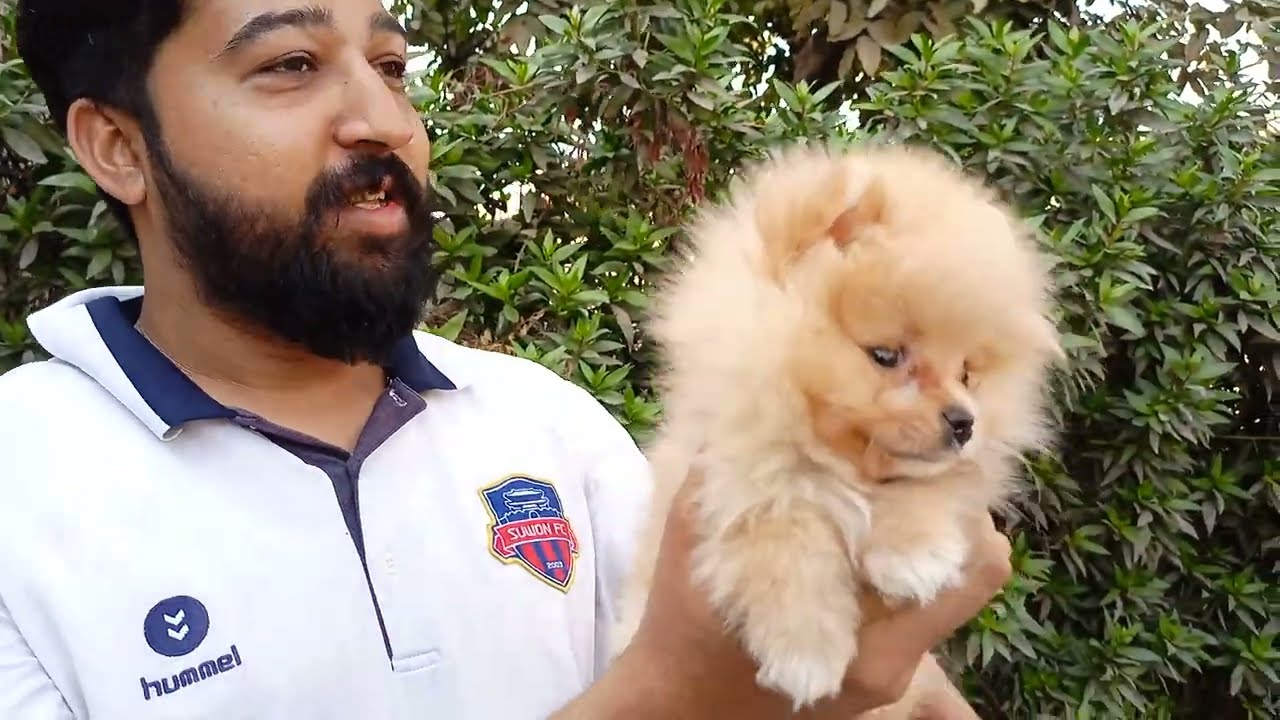 Pomeranian Male Fci in Pakistan #animals #pakistan #dogs  //03249406277// DANISH PETS