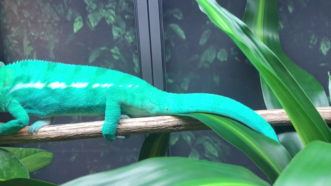 Fernando Valenzuela True Blue Nosy Be Panther Chameleon