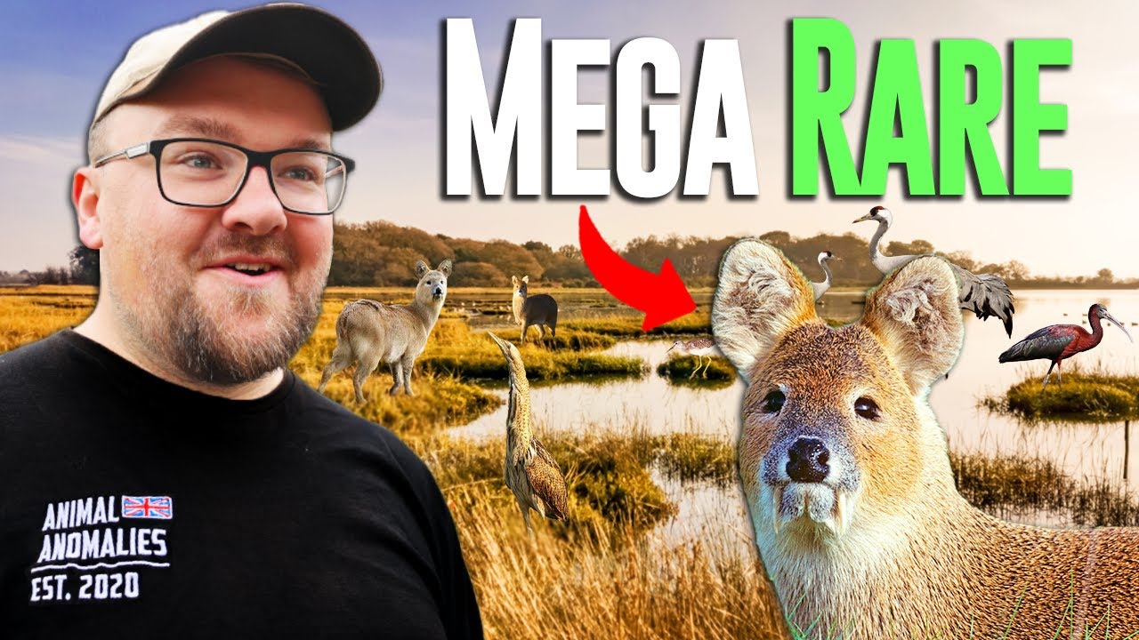 Searching For Animals That Are Mega Rare In The UK