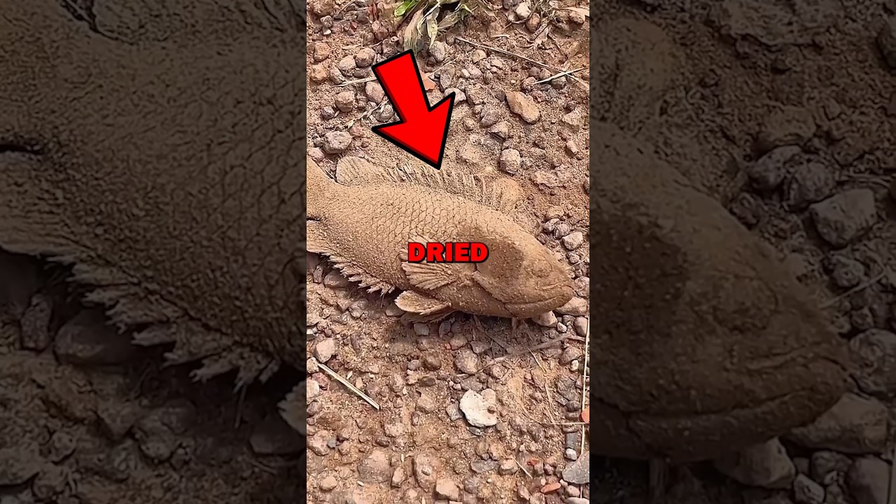 SAVING DRIED FISH! #animals #animalstories #pets #cute #animalrescue