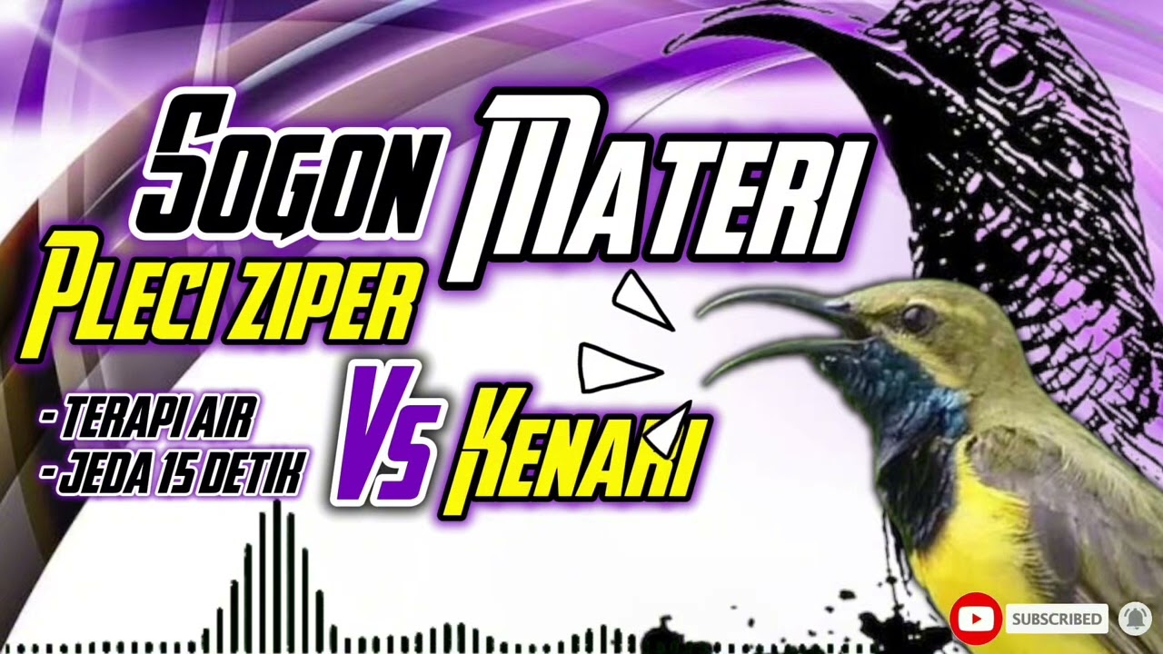 MASTERAN SOGON MATERI PLECI ZIPER VS KENARI !!! #sogon #sogongacor #sogokontong #sogokontonggacor