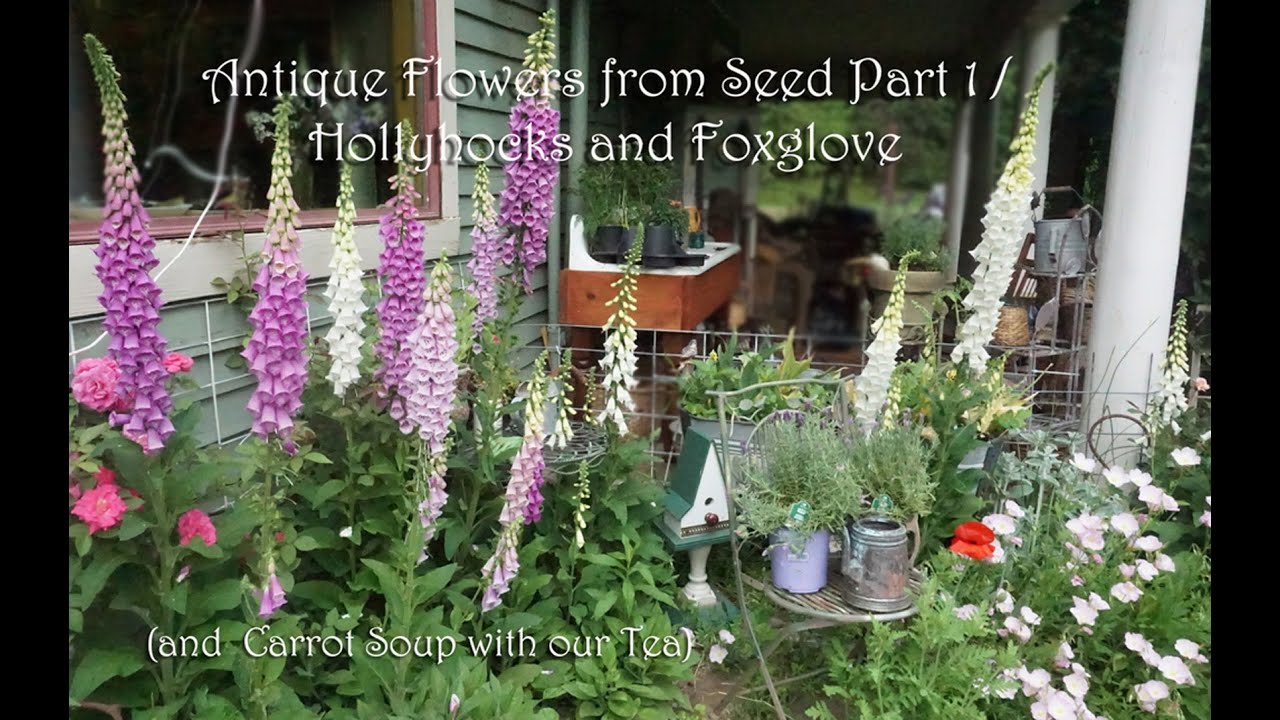 Antique Flowers from seed part 1Hollyhocks and Foxglove