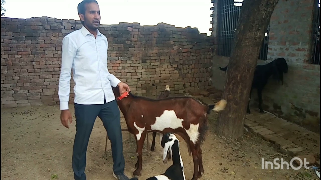 A small visit at zaki goat farm chandpatti azamgarh