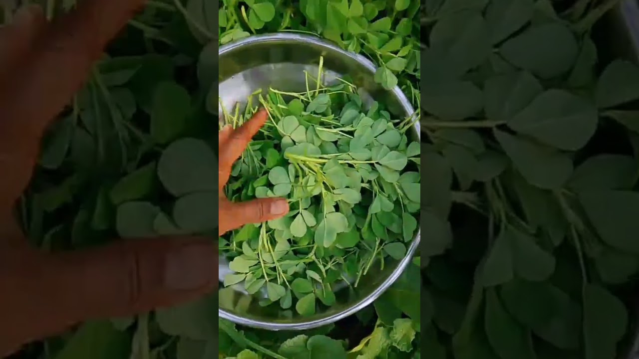 Maithi bhaji ki harvesting🌱 naturebeauty-rs