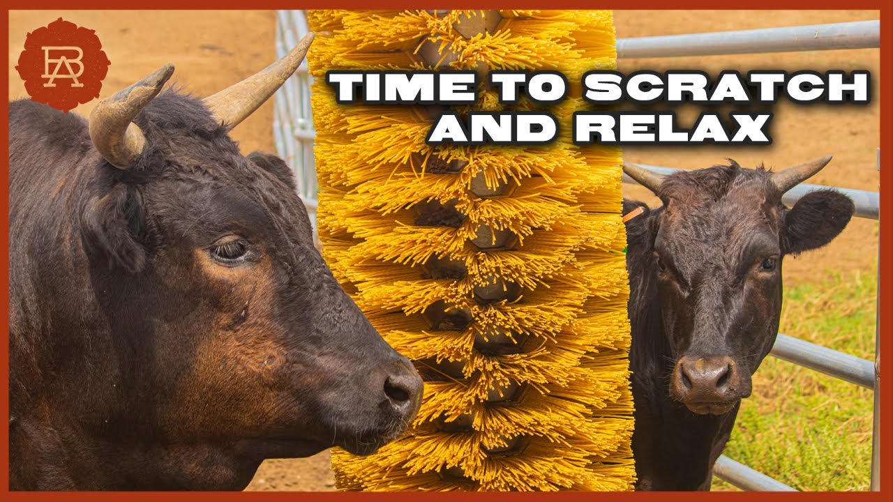 Ronda and Travis Grooming and Caring for the Wagyu Herd | Browsey Acres