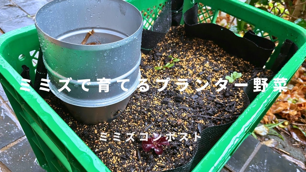 【ミミズコンポスト】ミミズで育てるプランター野菜 #010