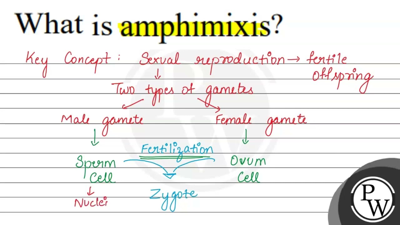What is amphimixis?