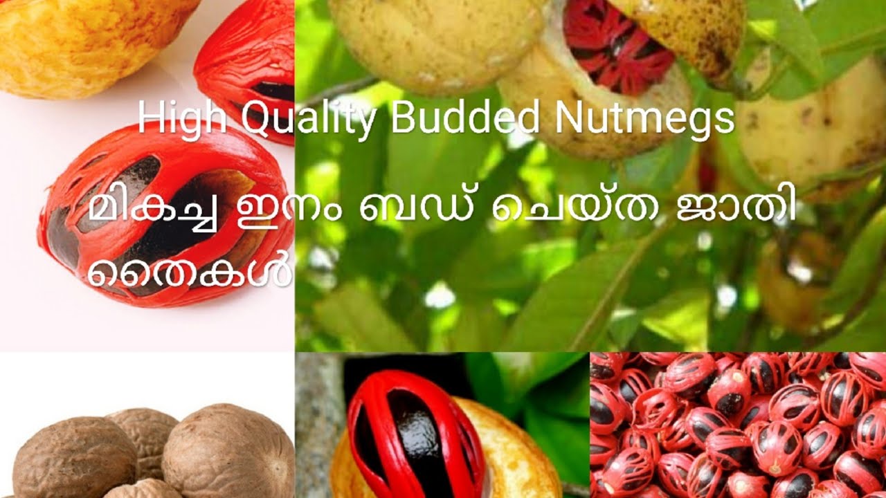 മികച്ച ഇനം ബഡ് ജാതി തൈകൾ(High Quality Budded Nutmegs)